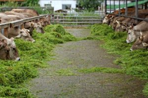 Cara Cepat Penggemukan Sapi Pedaging Dengan Sistem Kereman