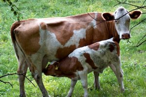 Fokus Pada Sapi Friesian Holstein Dara Adalah Cara Bisnis Sapi Perah Yang Baik dan Benar