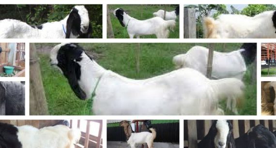 Mengenal Ciri-ciri Kambing Etawa Ras Kaligesing Sebagai Kambing Unggul