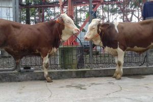 Ciri ciri Sapi Simental dan Keunggulannya