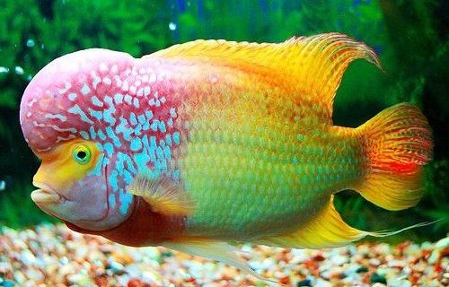 Budidaya Ternak Ikan Lou Han yang Cocok untuk Pemula