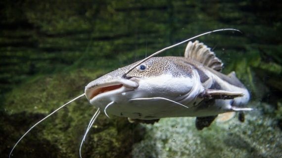 Mengenal Budidaya Ternak Ikan Lele Biofolk yang Bebas Bau Amis