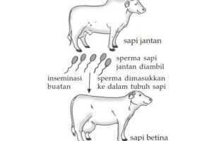 Mengenal Inseminasi Buatan pada Ternak