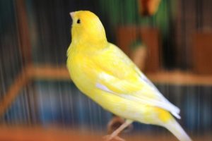 8 Tips Memilih Burung Kenari yang Bagus untuk Kontes