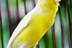 4 Alasan Dasar untuk Memilih Ternak Burung Kenari Sebagai Hobi dan Bisnis