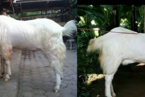 Asal Usul Kambing Etawa Ras Senduro – Kambing Unggul Lumajang