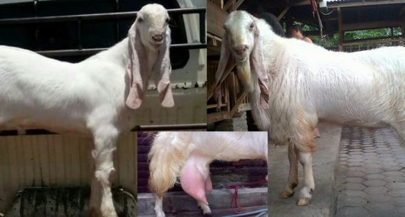 Inilah Keunggulan Kambing Peranakan Etawa Ras Senduro