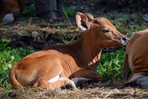 7 Keuntungan Inseminasi Buatan pada Ternak Sapi