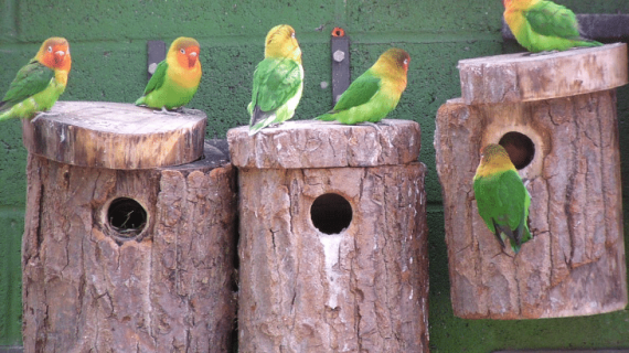 Manfaat Pakan Perkutut untuk Lovebird yang Harus Anda Tahu