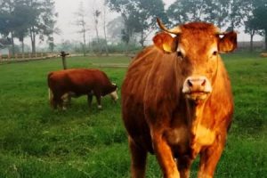 Penelitian Upaya Menciptakan Sapi yang Tahan Perubahan Iklim