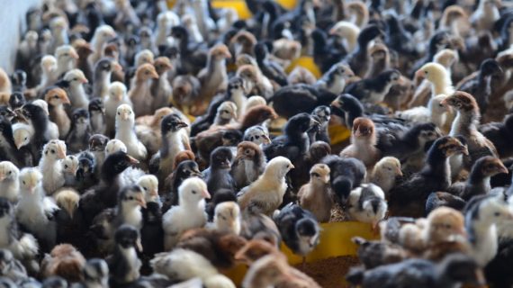 Cara Paling Mudah Merawat Anak Ayam Kampung Agar Cepat Besar dan Gemuk