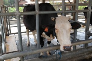 Mengenal jenis-jenis sapi perah