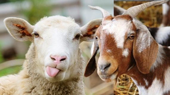 6 pebedaan Kambing dan Domba