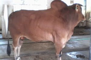 KARAKTERISTIK SAPI MADURA ASLI INDONESIA