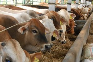 Ketahui Pembentukan dan Sumber Protein Pada Ternak Ruminansia