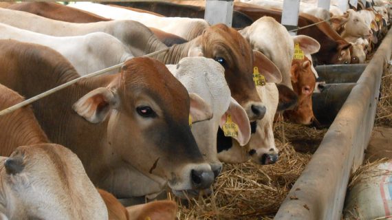 Ketahui Pembentukan dan Sumber Protein Pada Ternak Ruminansia