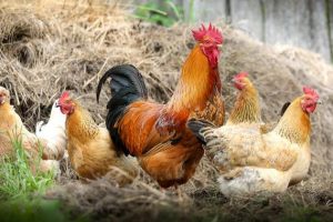 Kereen..! Inilah Cara Membuat Pakan Ayam Kampung Alternatif Yang Praktis