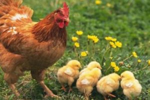 4 Cara Sukses Bisnis Ternak Ayam Kampung, Jangan Salah Pilih Kandang