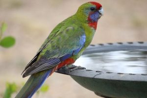 6 Merk Vitamin Burung Kicau Terbaik, Bikin Lovebird, Kenari, dan Murai Peliharaan Jadi Gacor