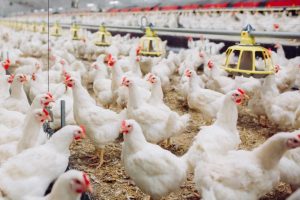 Ternak Ayam Bangkok Sukses Khusus Pemula