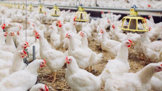 Ternak Ayam Bangkok Sukses Khusus Pemula