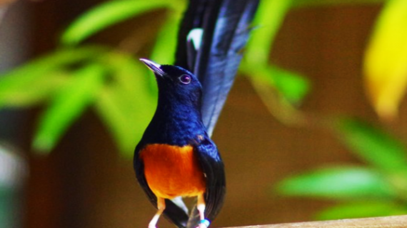 Cara Membedakan Burung Murai Batu Bakalan dan Dewasa