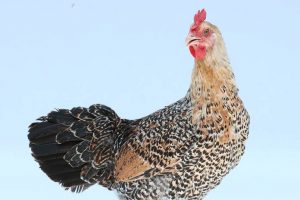 Cara Paling Efektif Pemasaran Ternak Ayam Kampung