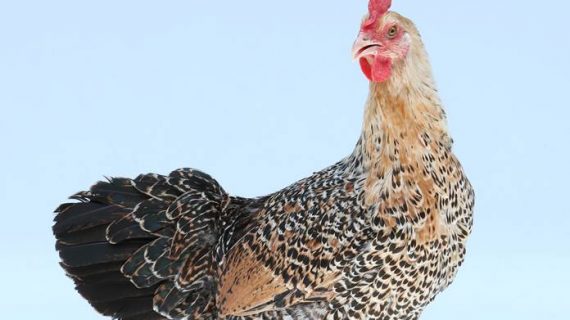 Cara Paling Efektif Pemasaran Ternak Ayam Kampung
