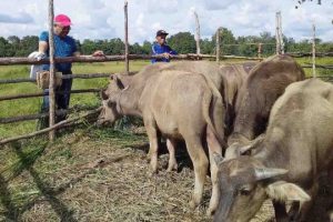 Peluang Usaha Ternak Kerbau & Analisa Usahanya