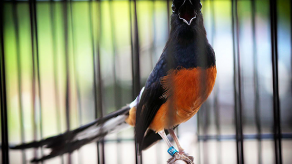 Ini Penyebab Burung Murai Batu Tidak Berkicau