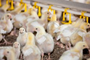 3 Cara Ternak Ayam Kampung Organik yang Baik dan Benar