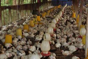 Sejarah Masuknya Ayam Broiler Ke Indonesia
