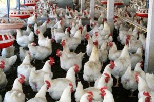 Sistem Mandiri Usaha Peternakan Ayam Broiler