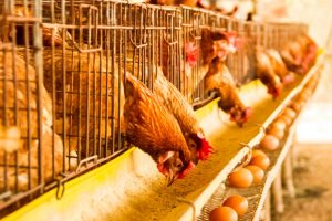 Cara Beternak Ayam Petelur Peluang yang Bisnis Menjanjikan