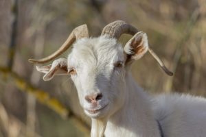 Ketahui 5 Cara Merawat Kambing Agar Tidak Mudah Sakit