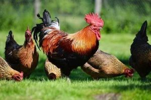 Cara Beternak Ayam Kampung untuk Pemula, Mudah dan Menguntungkan