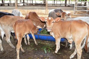 Pakan Fermentasi Sapi untuk Membantu Proses Penggemukan