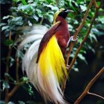 10 Burung Cendrawasih Terindah di Dunia