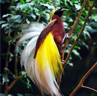 10 Burung Cendrawasih Terindah di Dunia