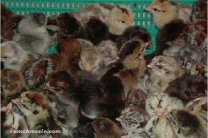 Cara Memilih Bibit Ayam Kampung Unggulan Berkualitas