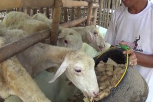 Pakan Fermentasi Kambing untuk Penggemukan Kambing