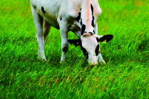 Tiga Jenis Pakan Sapi Potong