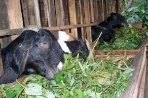 Cara Ternak Kambing yang Baik Agar Cepat Gemuk dan Menguntungkan