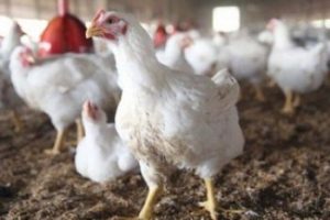 8 Kendala yang Sering Menghadang Dalam Usaha Ternak Ayam Potong