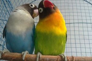 Cara Mengawinkan Burung Lovebird