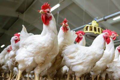 Prospek Peluang Usaha Ternak Ayam Potong yang Sangat Menguntungkan