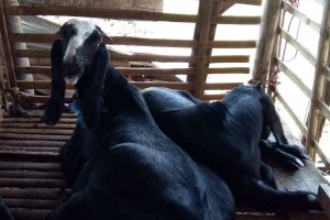 Panduan Lengkap Cara Ternak Kambing Modern Yang Terbukti Menguntungkan