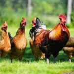 3 Macam Sistem Beternak Ayam Kampung