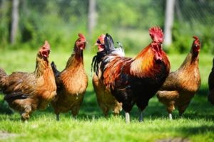 3 Macam Sistem Beternak Ayam Kampung