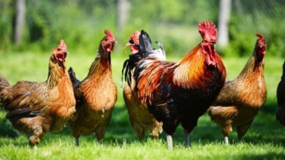 3 Macam Sistem Beternak Ayam Kampung